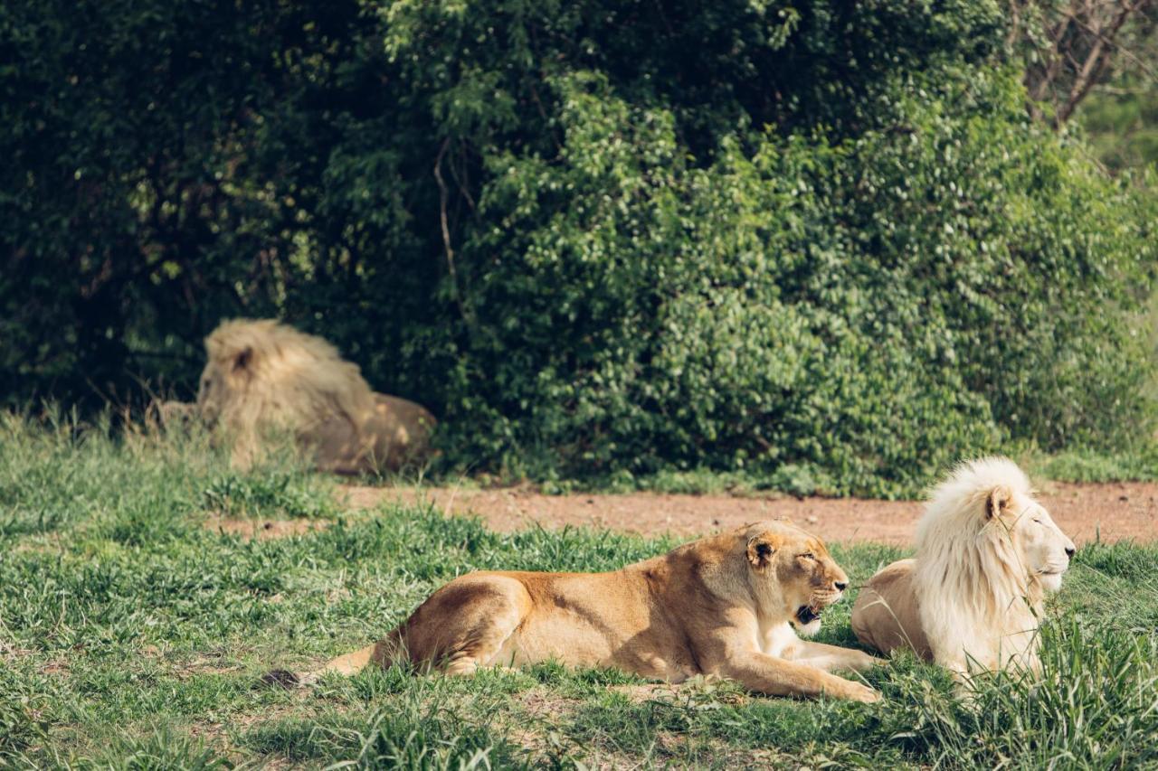 Sofala Lodge 莫科帕内 外观 照片